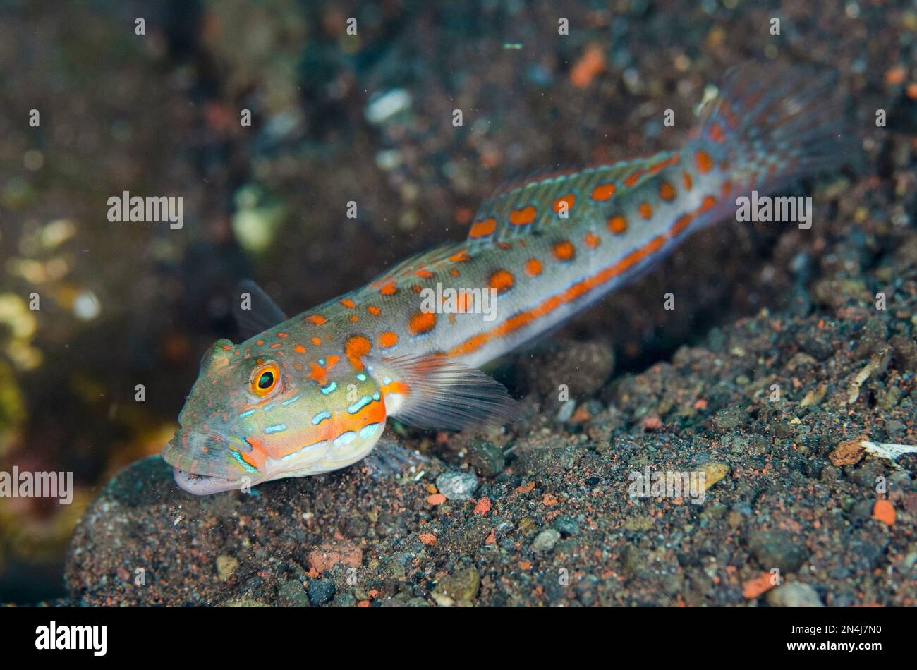 Goby en pointillés orange, Valenciennea puellaris, site de plongée Batu NiTi, Seraya, district de Kubu, Karangasem, Bali, Indonésie, Océan Indien Banque D'Images