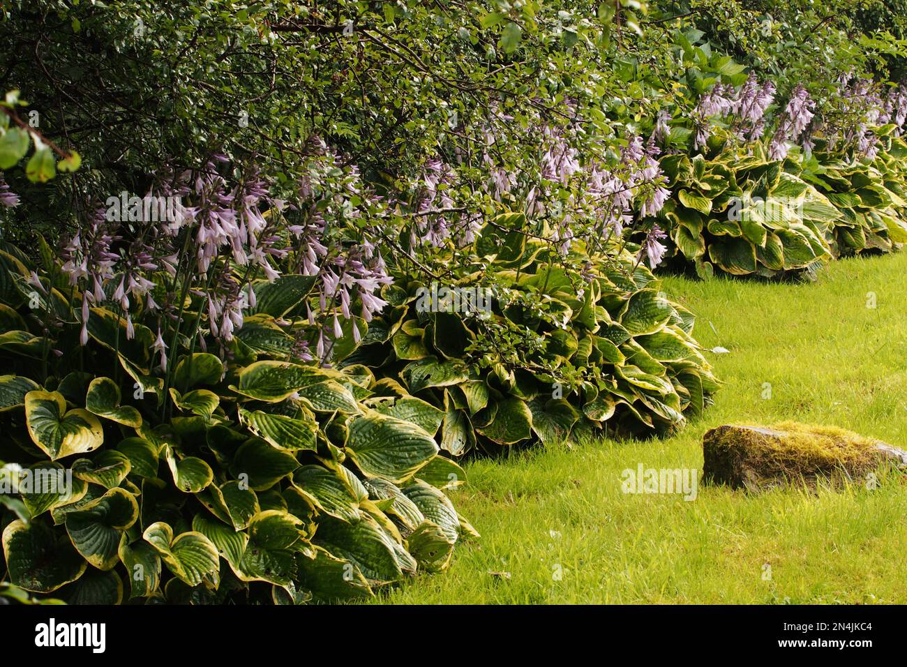 Une bordure de jardin bordée de plantes Hosta fleuries montrant des dommages sug aux feuilles Banque D'Images