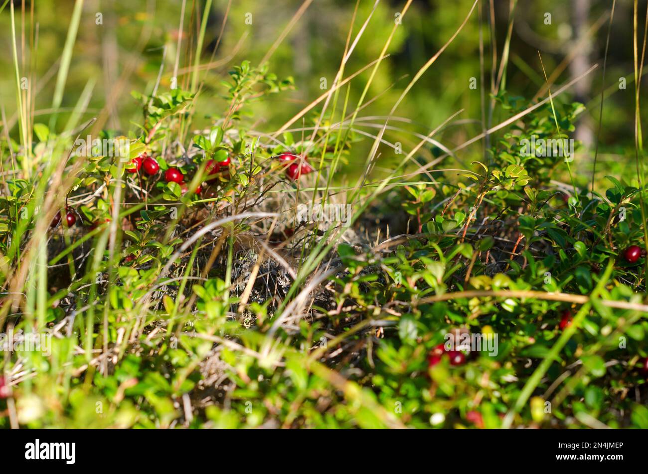 Les canneberges sauvages poussent parmi l'herbe dans une clairière de la forêt du Nord, éclairée par la lumière du soleil. Banque D'Images