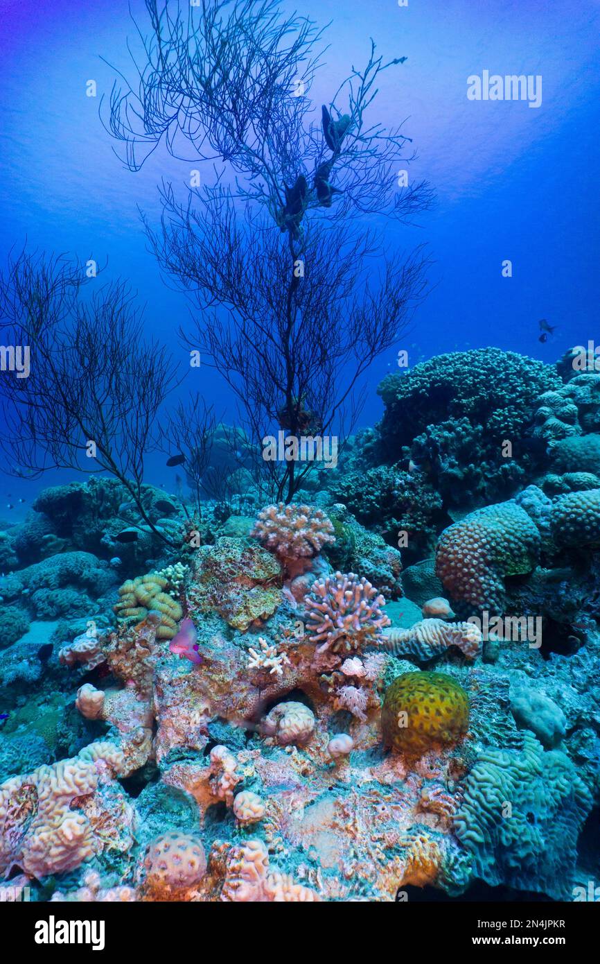 Un magnifique récif de corail dans la mer à Aqaba, Jordanie Banque D'Images