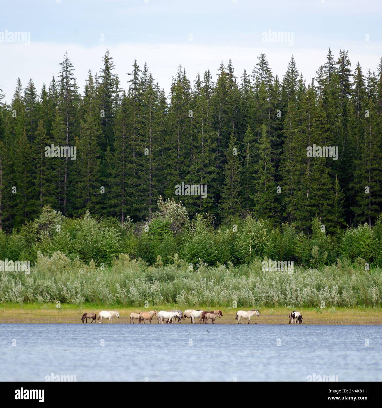 Un troupeau de chevaux Yakut légers se nourrit sur les rives du viliyu de la rivière du Nord sur le fond d'un certain nombre de conifères et de l'emplacement habituel Banque D'Images