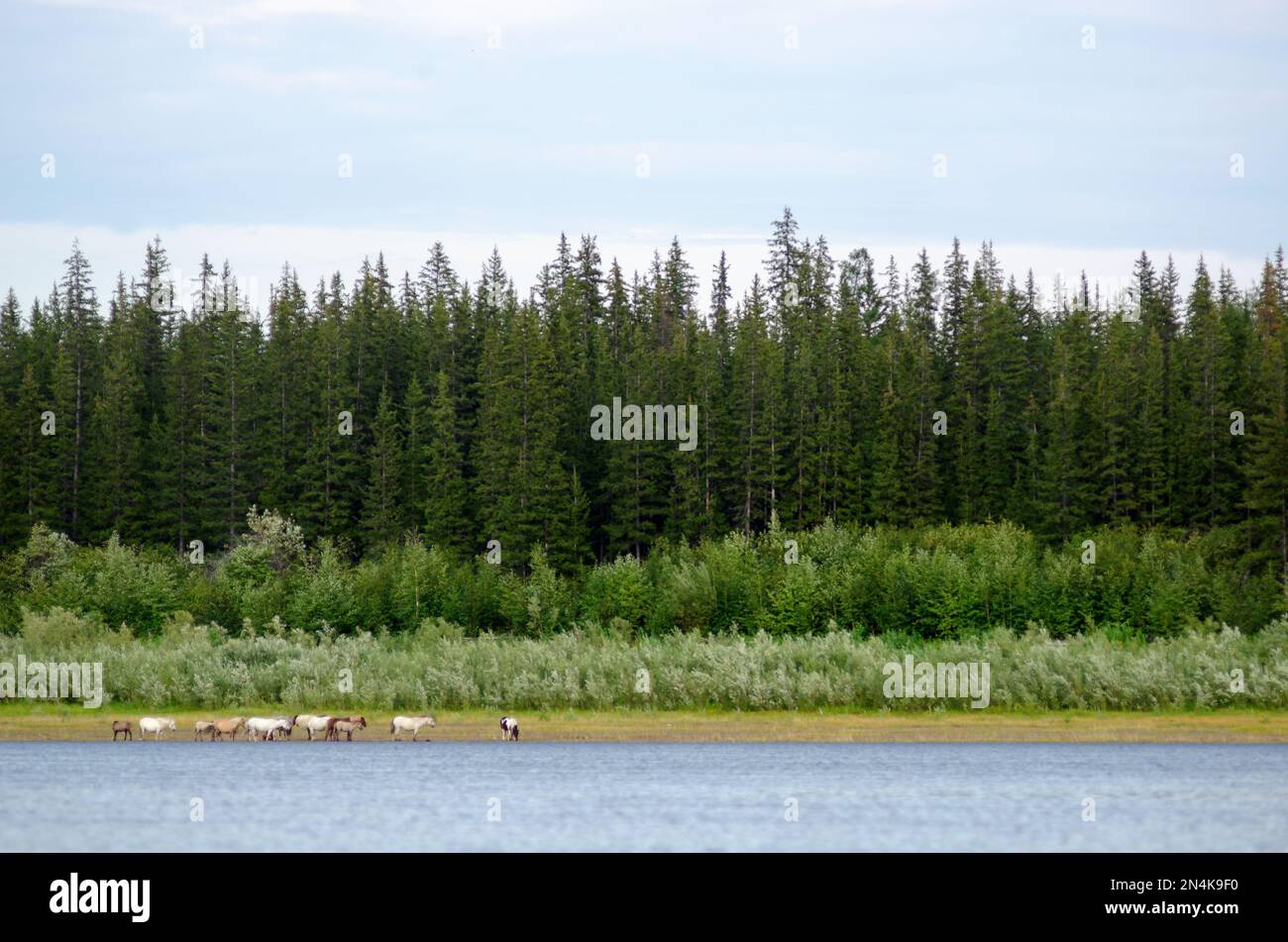 Le troupeau de chevaux Yakut se nourrit le long de la rive nord de la rivière Vilyui, sur le fond de la taïga. Banque D'Images