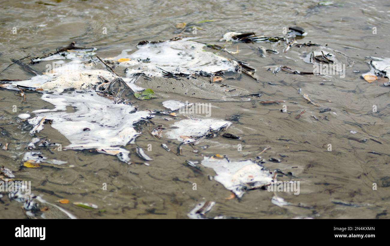 Les feuilles, les brindilles et l'herbe ont été renversées par le courant de la rivière dans la mousse blanche peu profonde d'une petite rivière du Nord. Banque D'Images