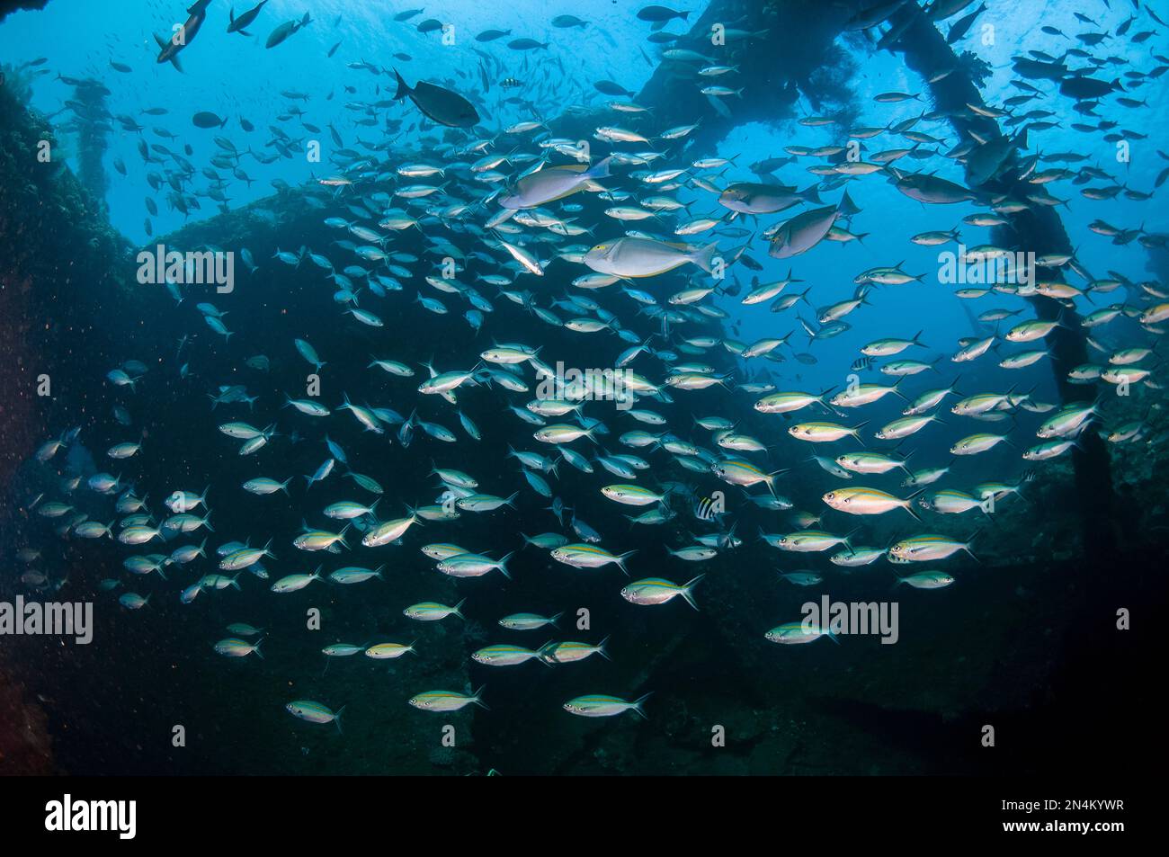 École de Fusiliers de Scisortail, Caesio caerulaurea, à l'intérieur de l'épave, site de plongée Liberty Wreck, Tulamben, Karangasem, Bali, Indonésie, Océan Indien Banque D'Images