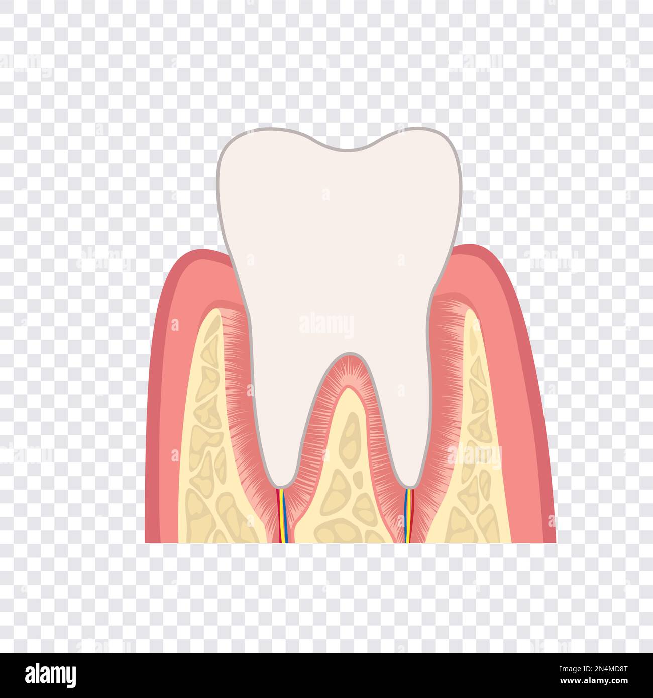 La structure de la dent. Anatomie des dents. Illustration médicale dentaire. Illustration de Vecteur