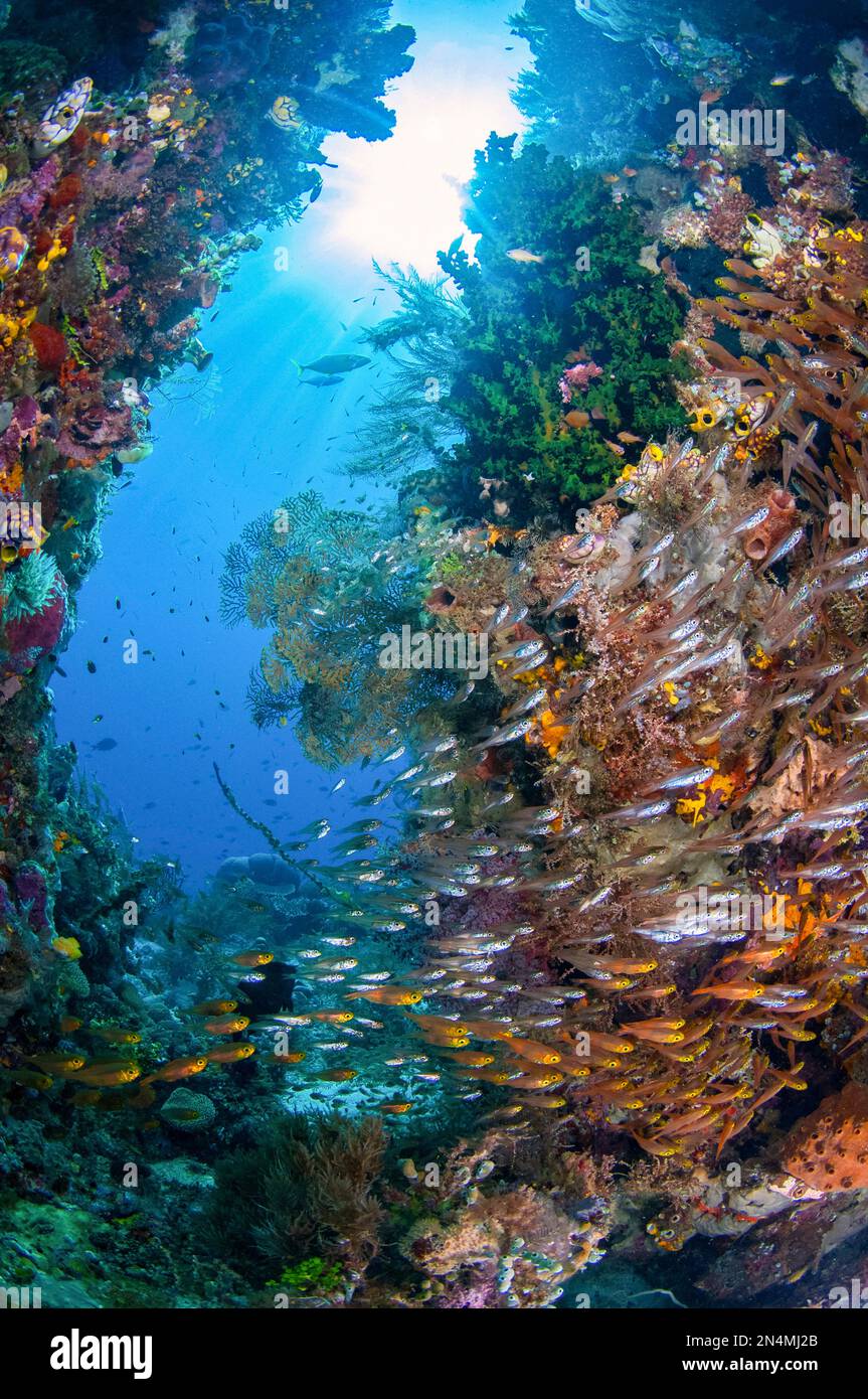 École de Sweeppers jaunes, Parapriacanthus randonneti, avec le soleil en arrière-plan, site de plongée de Manta Sandy, détroit de Dampier, Raja Ampat, Papouasie occidentale, Indonésie Banque D'Images