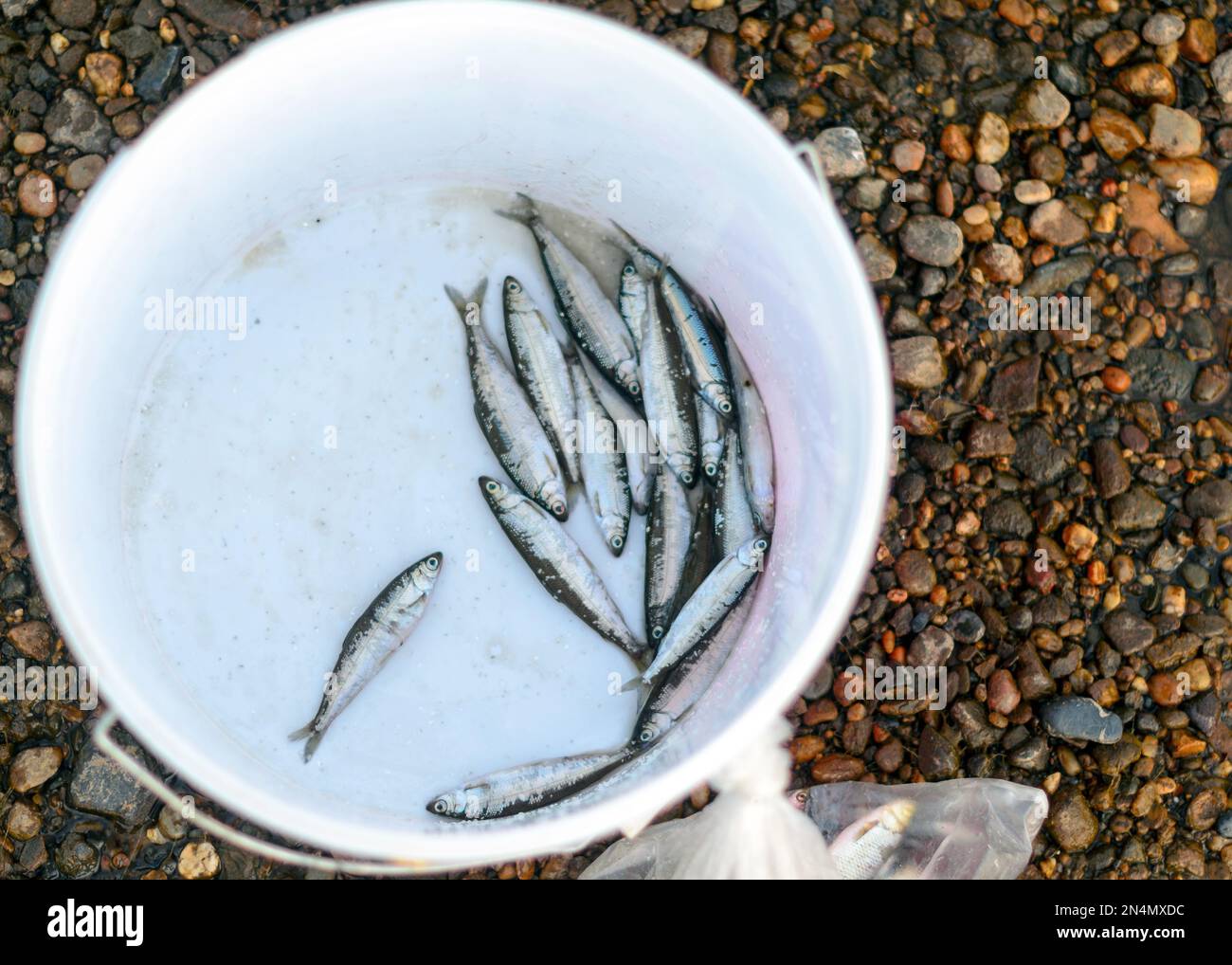 Petit poisson Yakut chugunok se trouve pris dans le seau de sel sur la rive de pierre de la rivière. Banque D'Images