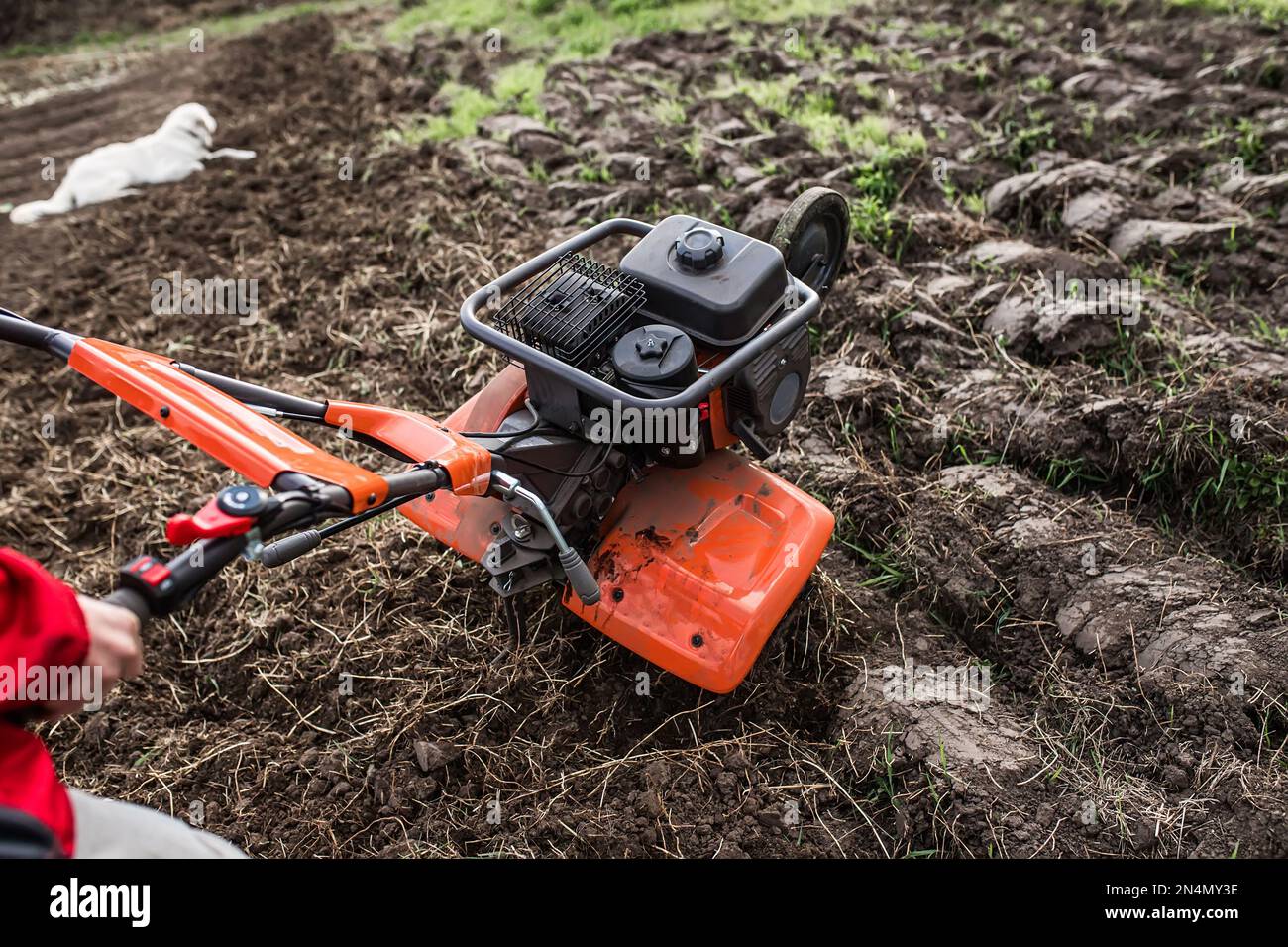 Cultivateur ou motoculteur professionnel orange sur sol non traité avant le labourage. Traitement des terres vierges avant la plantation de semis. Banque D'Images