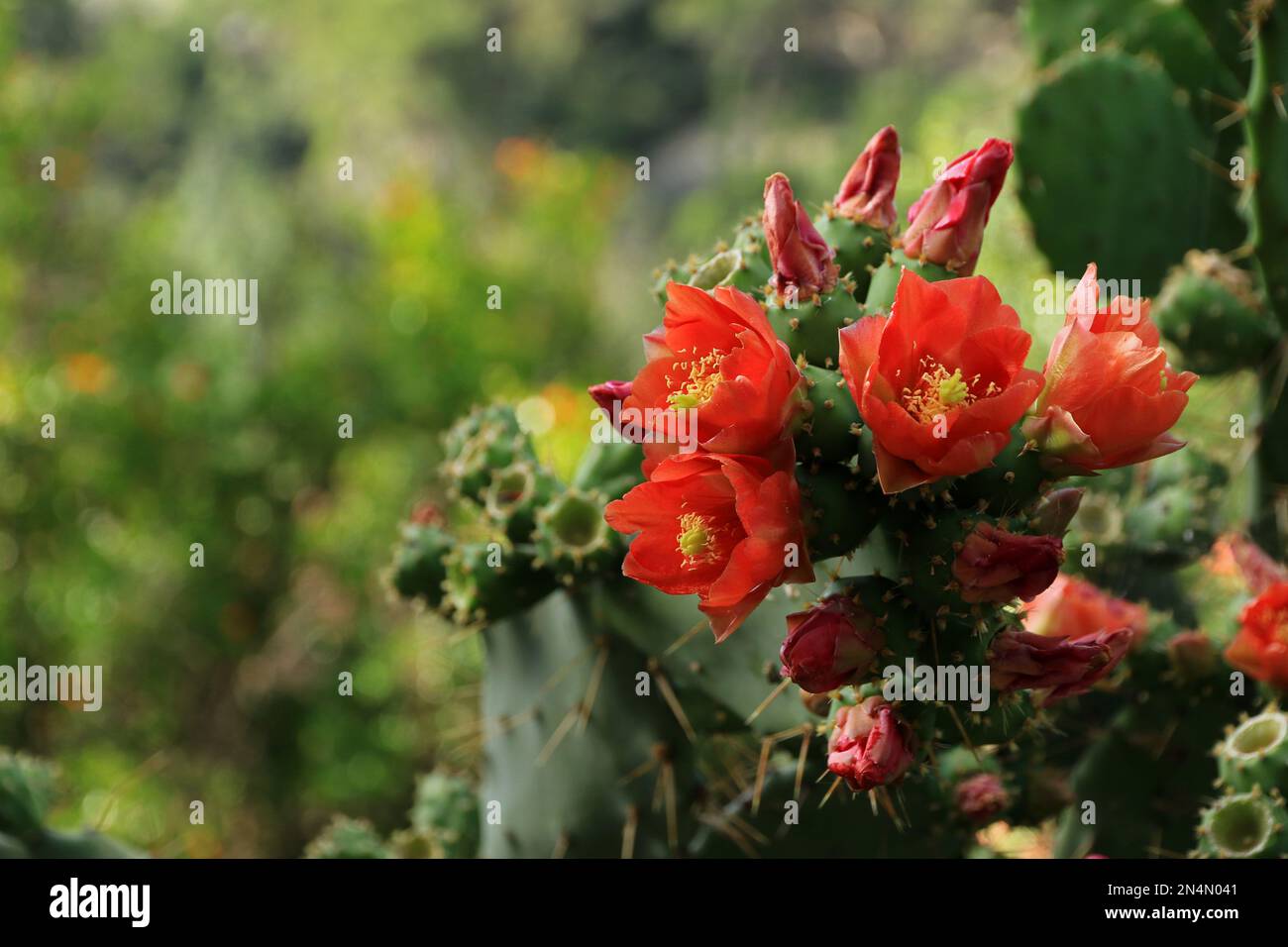 Fleur sauvage d'opuntia, intérieur de l'île de Hvar, Croatie Banque D'Images