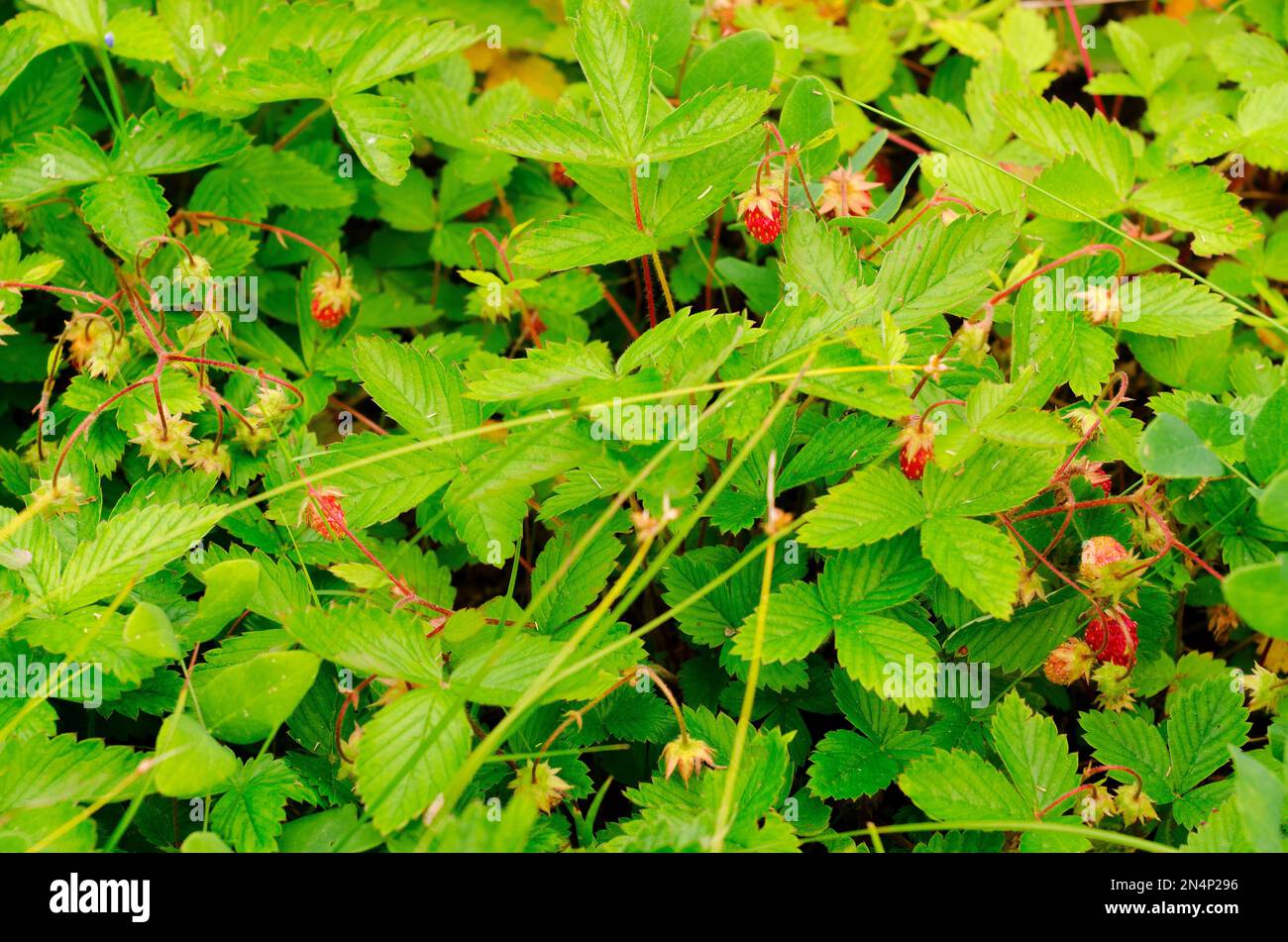 Dans le défrichement parmi l'herbe verte et les feuilles fleurissent les baies rouges vives les fraises sauvages du Nord en été. Banque D'Images