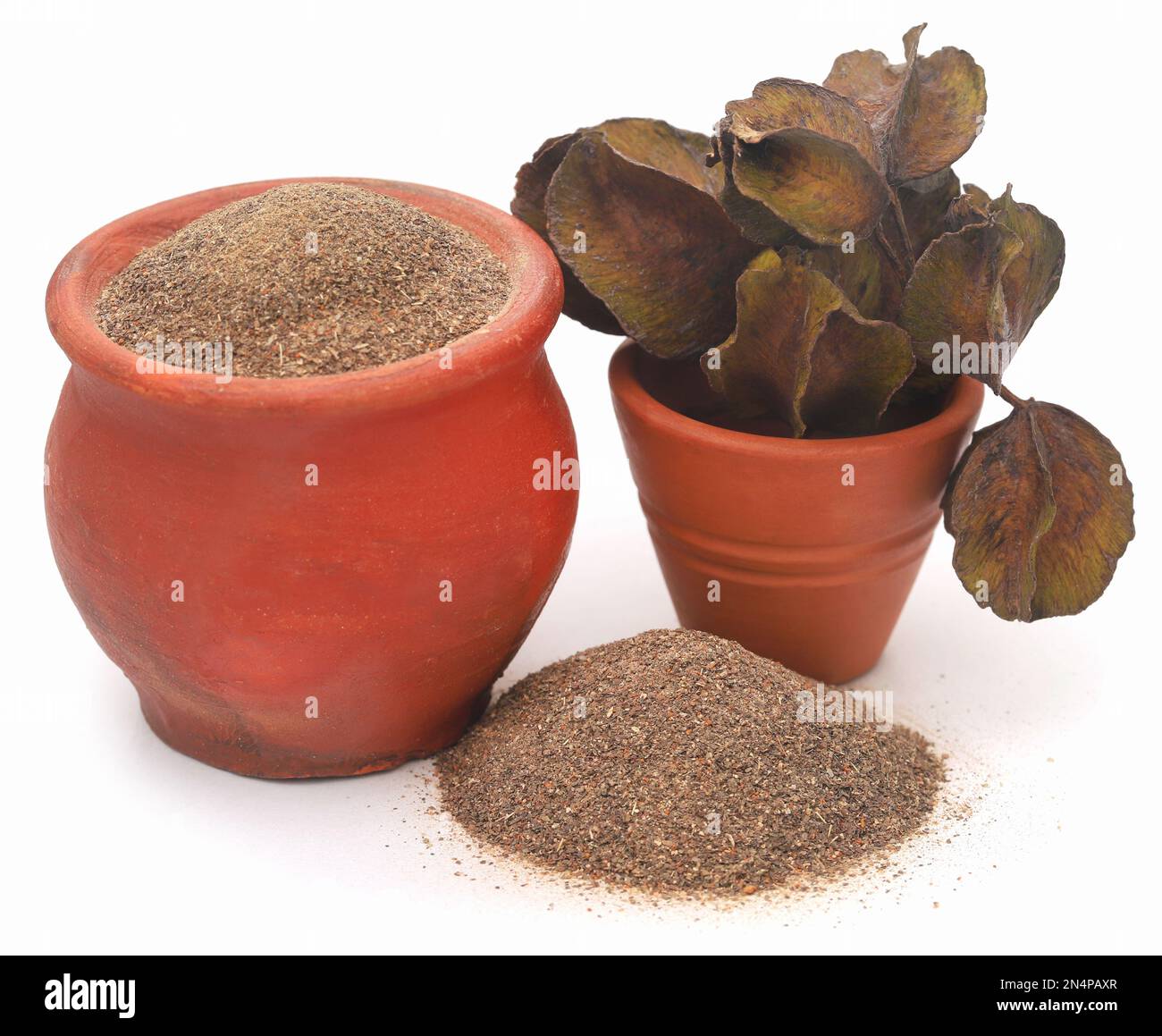 Fruit arjun ayurvédique avec poudre sur fond blanc Banque D'Images