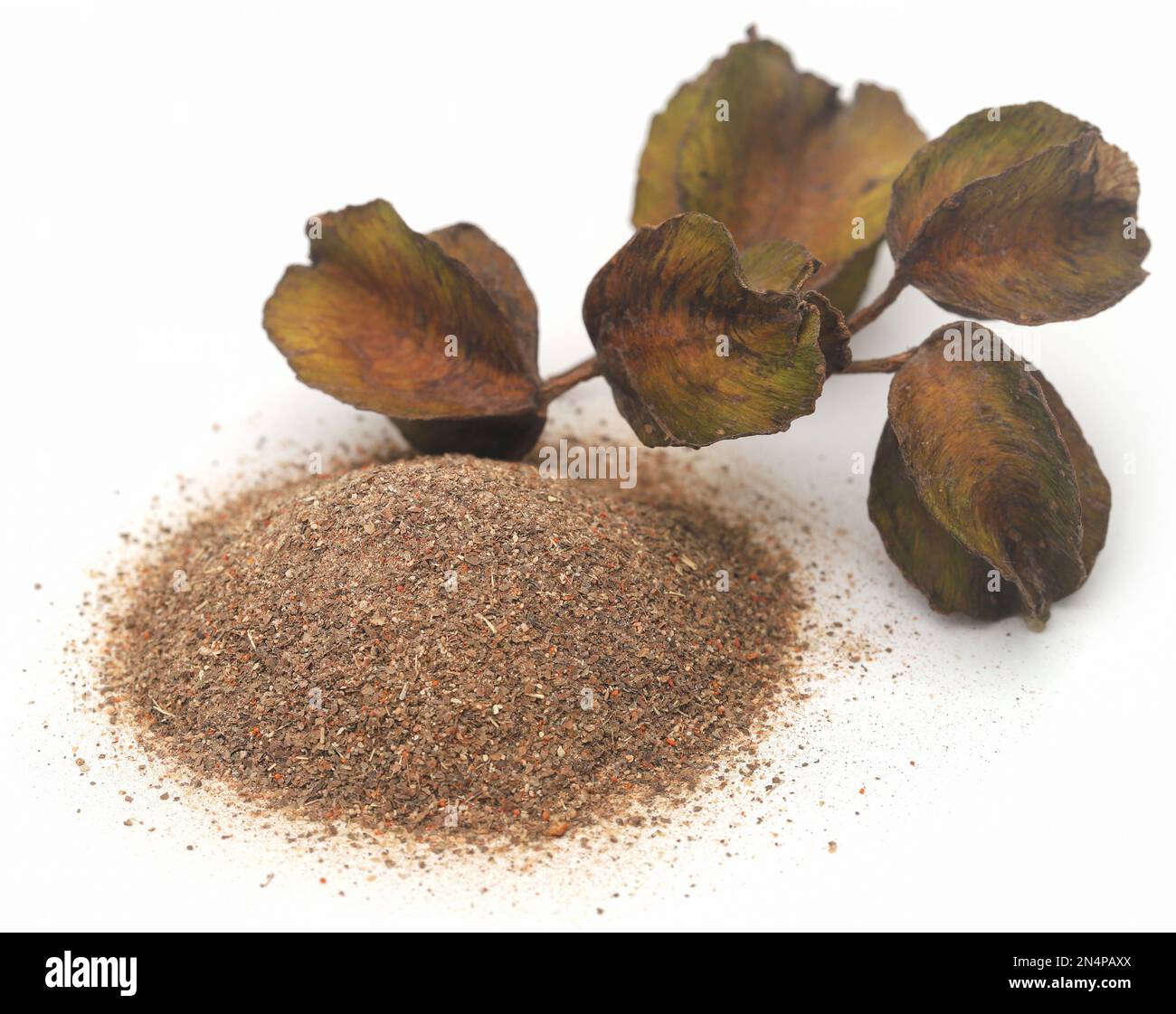 Fruit arjun ayurvédique avec poudre sur fond blanc Banque D'Images