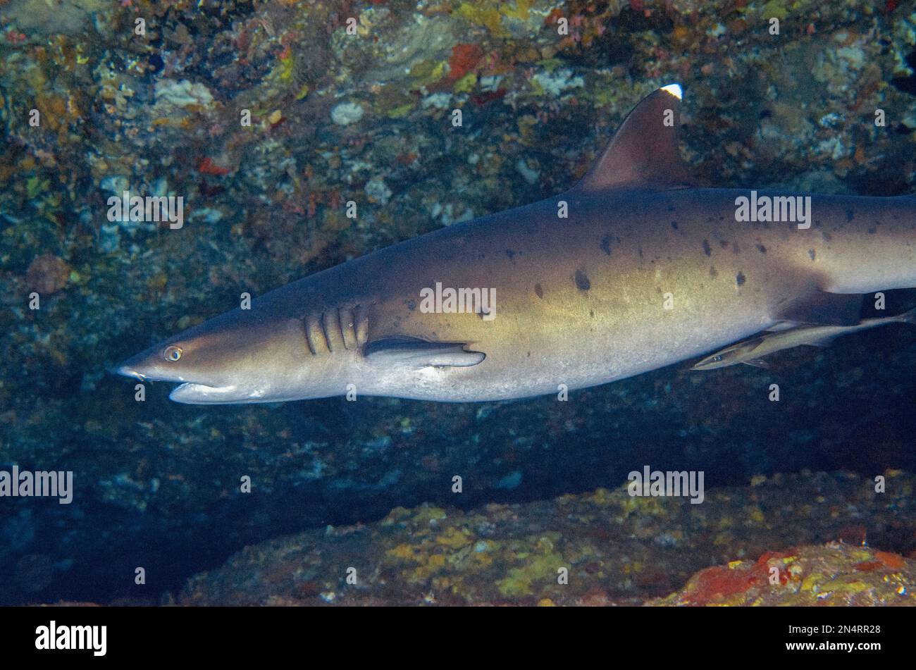 Requin récif de Whitetip, Triaenodon obesus, classé comme proche menacé, avec le suckerfish mince, Echeneis nuclates, site de plongée de Biaha, Candidasa, Bali, Banque D'Images