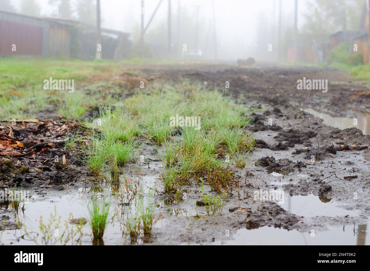 Arrosez en automne sur des touffes d'herbe sur la route du village entre les clôtures sur fond de brouillard blanc dans le nord de Yakutia. Banque D'Images
