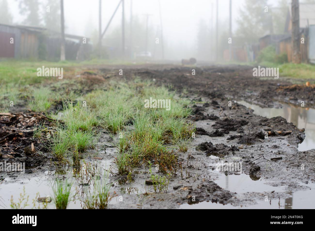 Gel d'automne sur des touffes vertes d'herbe sur la route du village entre les clôtures sur le fond de brouillard blanc dans le nord de Yakutia. Banque D'Images