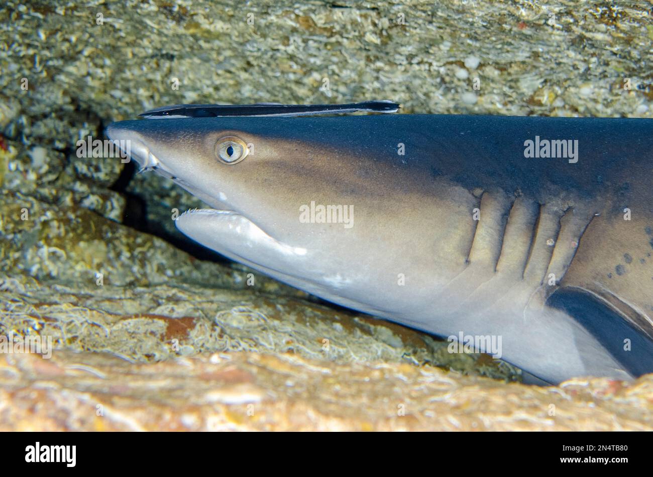 Requin récif de Whitetip, Triaenodon obesus, classé comme près menacé, avec le Slender Suckerfish, Echeneis nuclates, reposant sur le sol de la grotte, Biaha Dive Banque D'Images