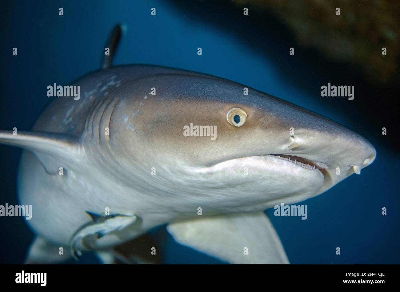 Requin récif de Whitetip, Triaenodon obesus, classé comme proche menacé, avec le suckerfish mince, Echeneis nuclates, site de plongée de Biaha, Candidasa, Bali, Banque D'Images