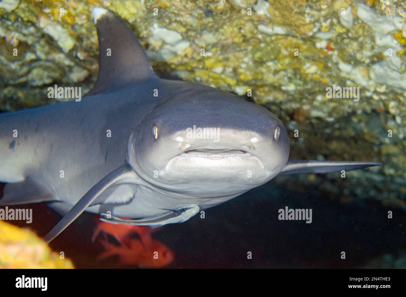 Requin récif de Whitetip, Triaenodon obesus, classé comme proche menacé, avec le suckerfish mince, Echeneis nuclates, site de plongée de Biaha, Candidasa, Bali, Banque D'Images