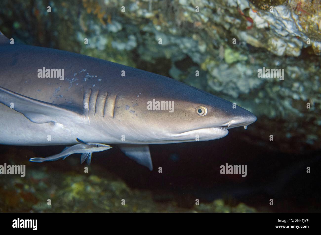 Requin récif de Whitetip, Triaenodon obesus, classé comme proche menacé, avec le suckerfish mince, Echeneis nuclates, site de plongée de Biaha, Candidasa, Bali, Banque D'Images