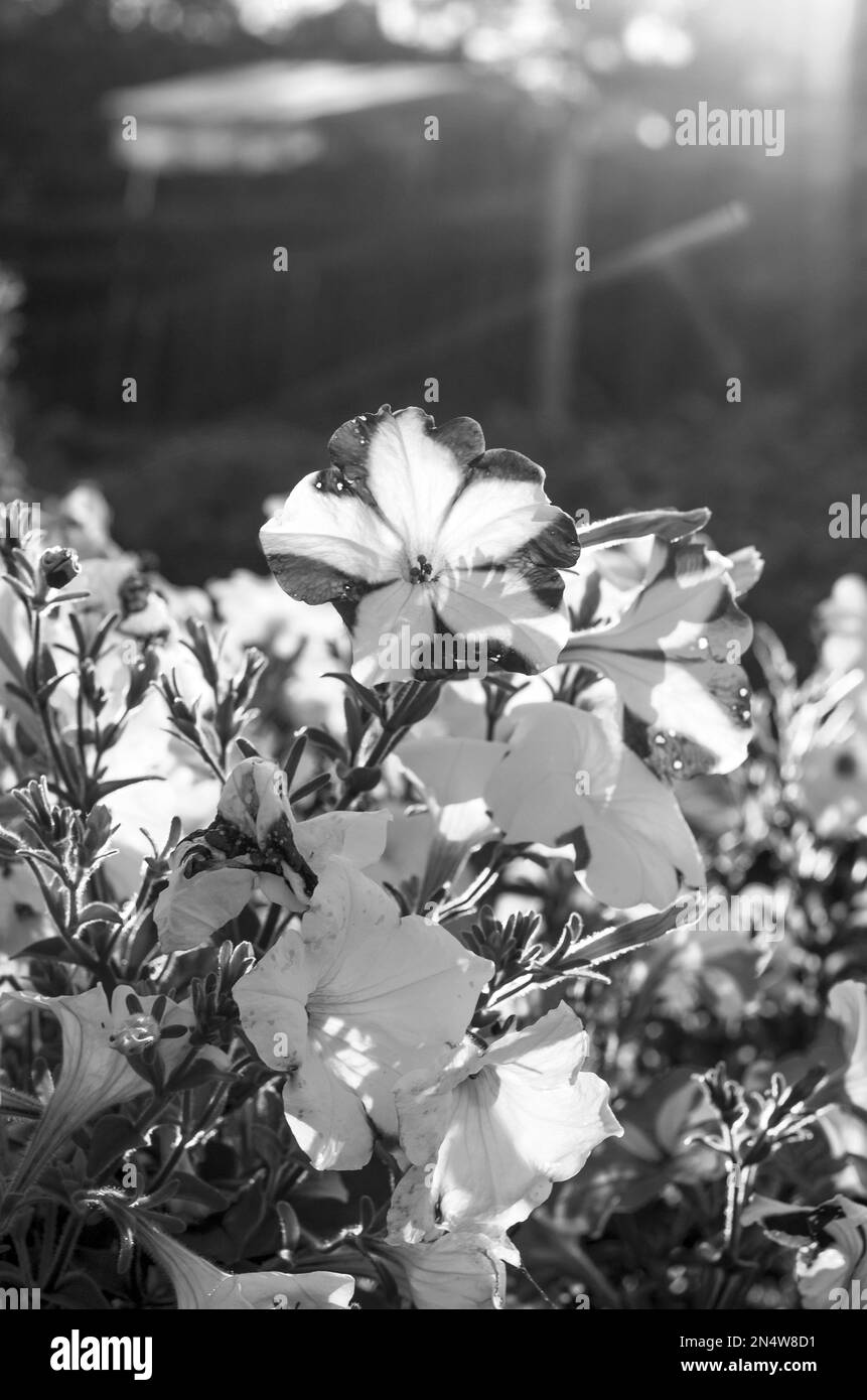 Photo en noir et blanc des rayons du soleil au coucher du soleil depuis l'arrière de la clôture et de la maison tombant dans un lit de fleurs avec des bourgeons en fleur, fleurs blanches petu Banque D'Images