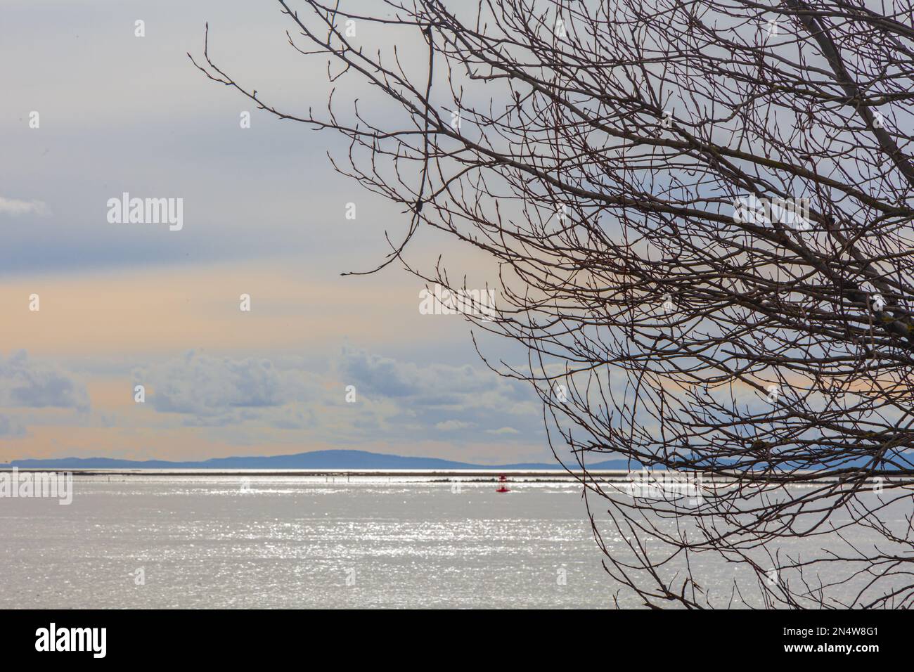 Océan calme avec la lumière du soleil et les branches suspendues en Colombie-Britannique Canada Banque D'Images