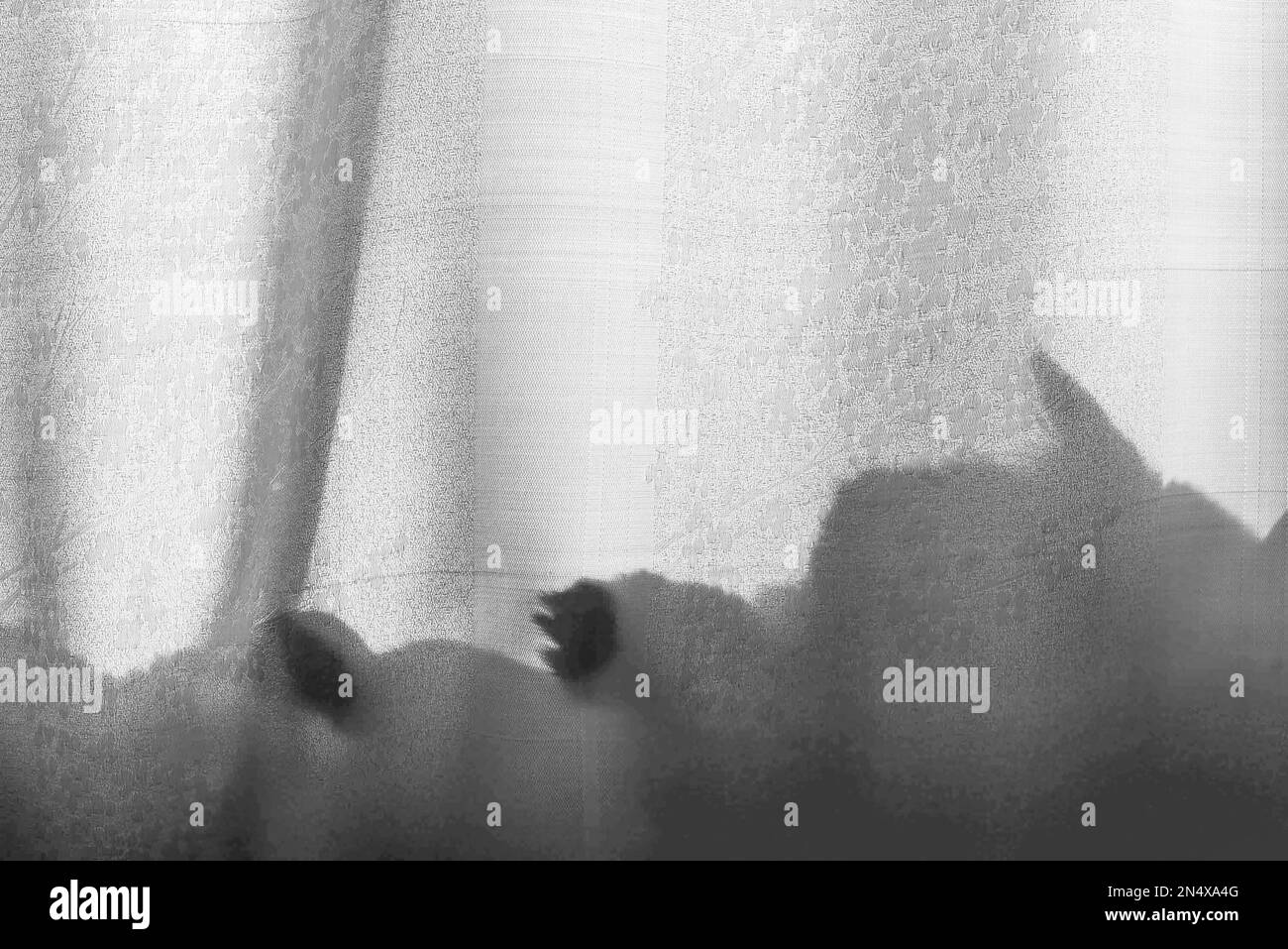 Photo en noir et blanc d'un chat ombre avec des oreilles de tête et des pattes derrière un rideau dans les rayons du soleil brillant dans la soirée de jeu. Banque D'Images