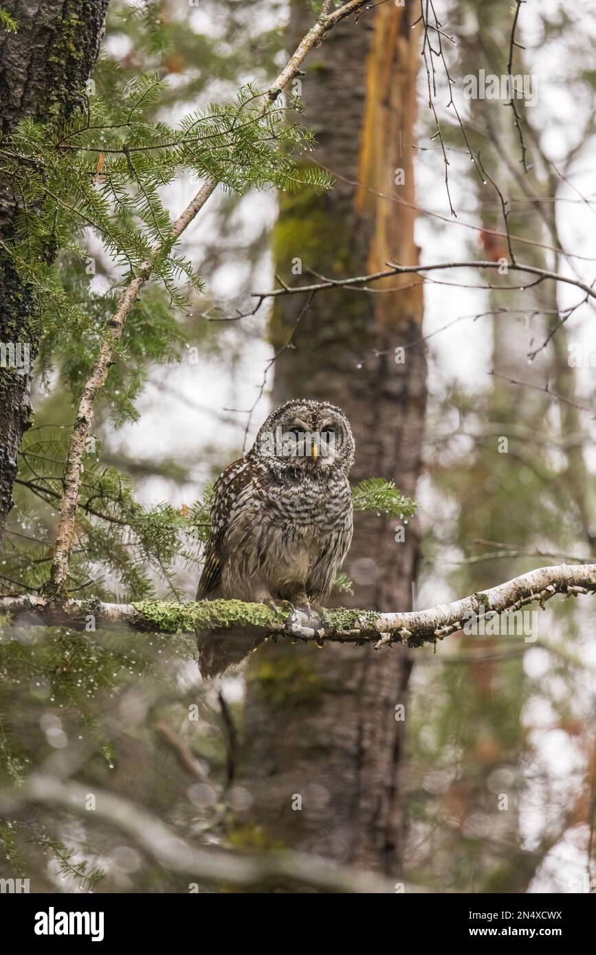 Une chouette barrée humide dans la forêt nationale de Chequamegon, dans le nord du Wisconsin. Banque D'Images