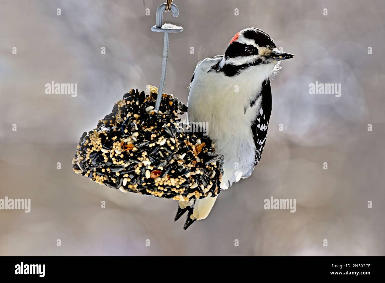 Un pic sauvage à poils 'Picoides pubescens', perché sur un mangeoire à suet de semence dans les régions rurales de l'Alberta, au Canada, Banque D'Images