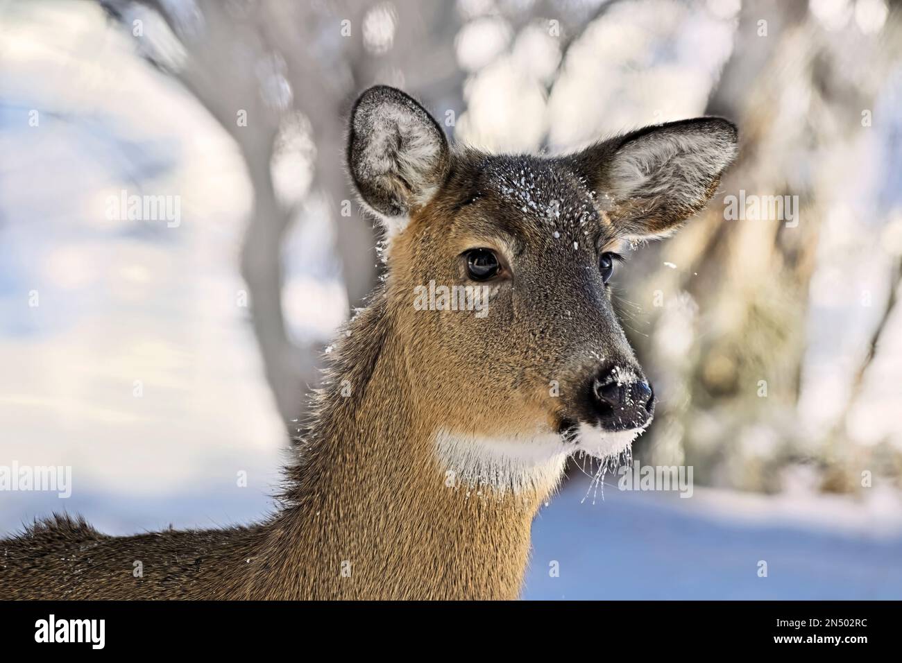 Un portrait d'un cerf de Virginie sauvage 'Odocoileus virginianus', alerte et observation dans les régions rurales du Canada albertain. Banque D'Images