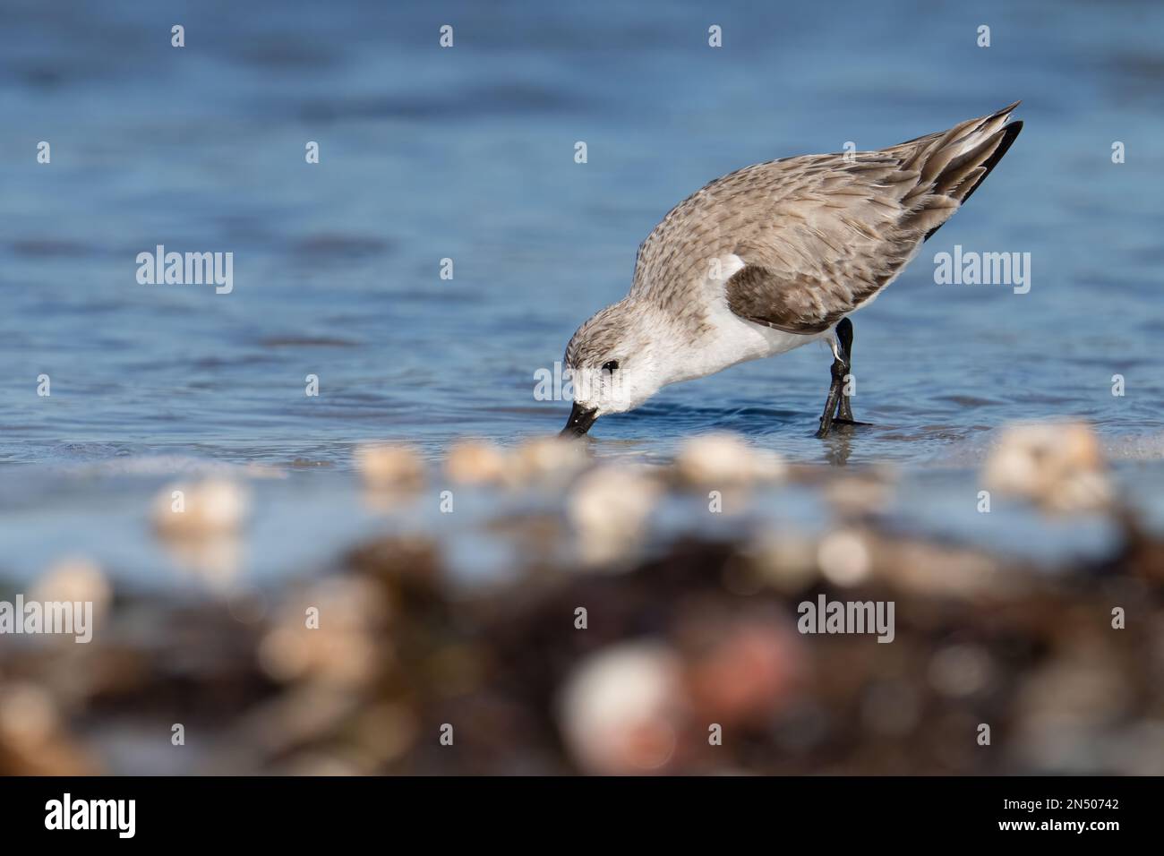 Un sanderling recherche un repas le long d'une plage shelly au parc national de Honeymoon Island à Dunedin, Floride. Banque D'Images
