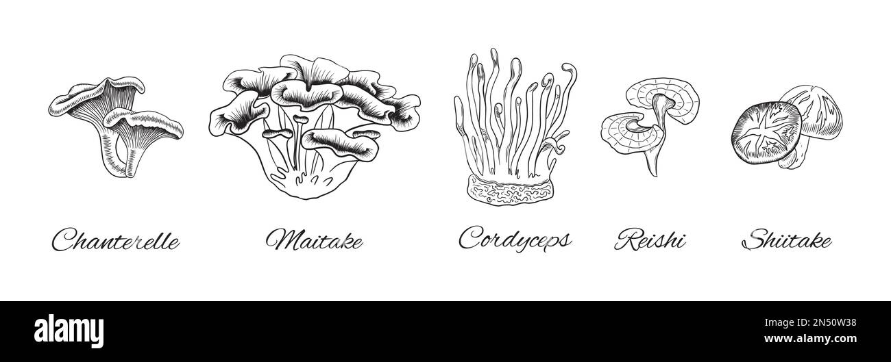 Collection de champignons médicaux dessinés à la main. Chanterelle Maitake et reishi dandinent. Illustration du vecteur Cordyceps et shiitake. Illustration de Vecteur