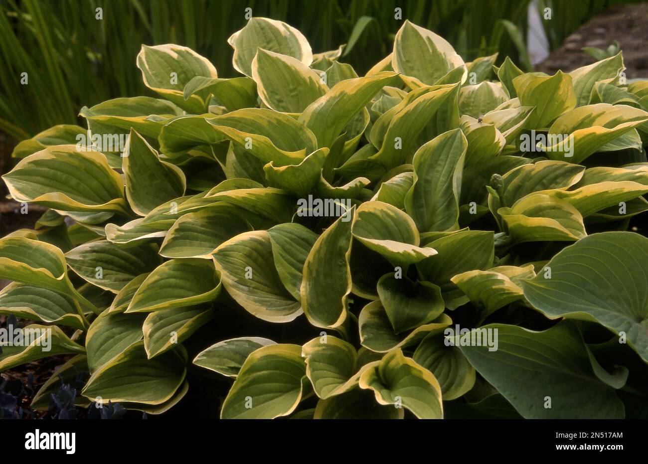 LES HOSTAS SONT DES PLANTES D'OMBRE IDÉALES. Banque D'Images