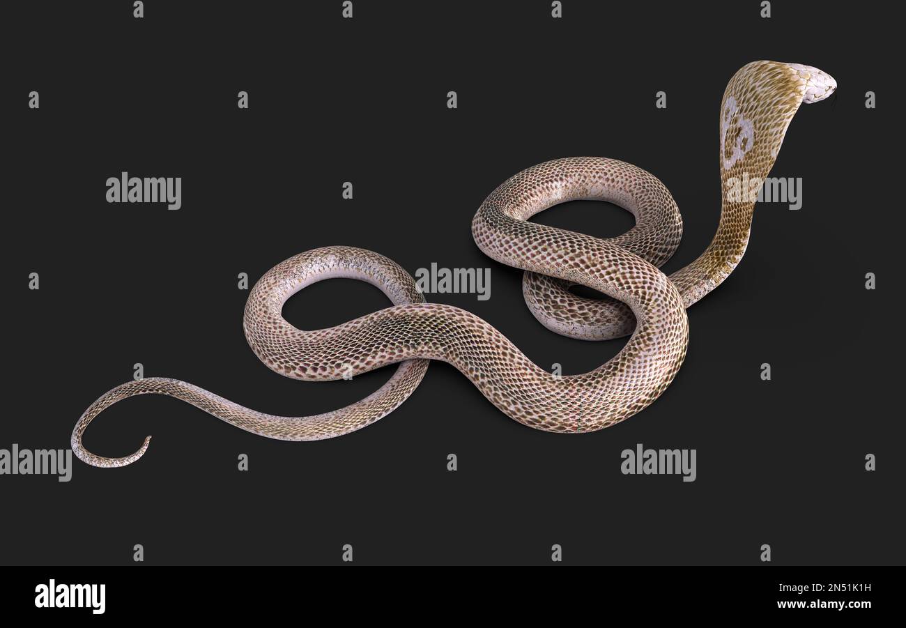 3D Illustration du serpent cobra à roi Albino isolé sur fond noir, serpent cobra blanc avec chemin d'écrêtage Banque D'Images