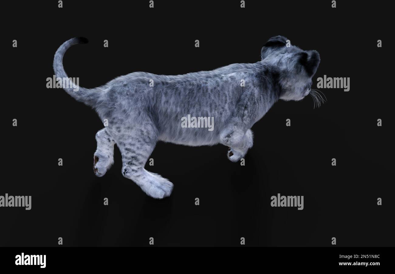 3D Illustration Portrait de la Cube blanche de petit Lion isolée sur fond sombre. Banque D'Images