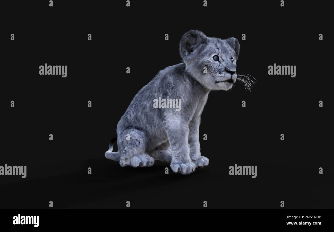 3D Illustration Portrait de la Cube blanche de petit Lion isolée sur fond sombre. Banque D'Images