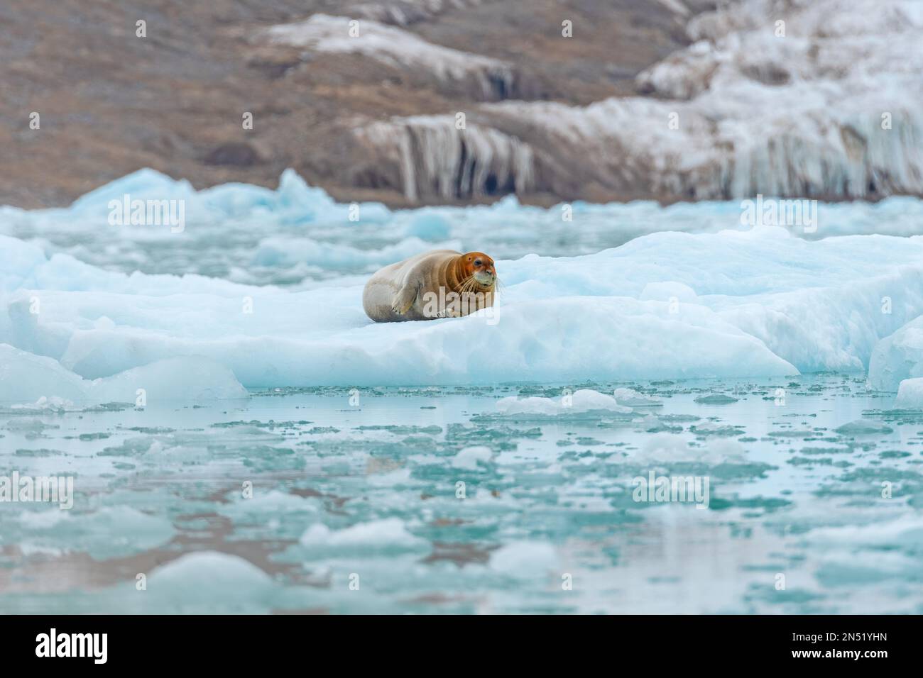 Phoque barbu reposant sur un Iceberg à Lilliehookfjorden dans les îles Svalbard en Norvège Banque D'Images