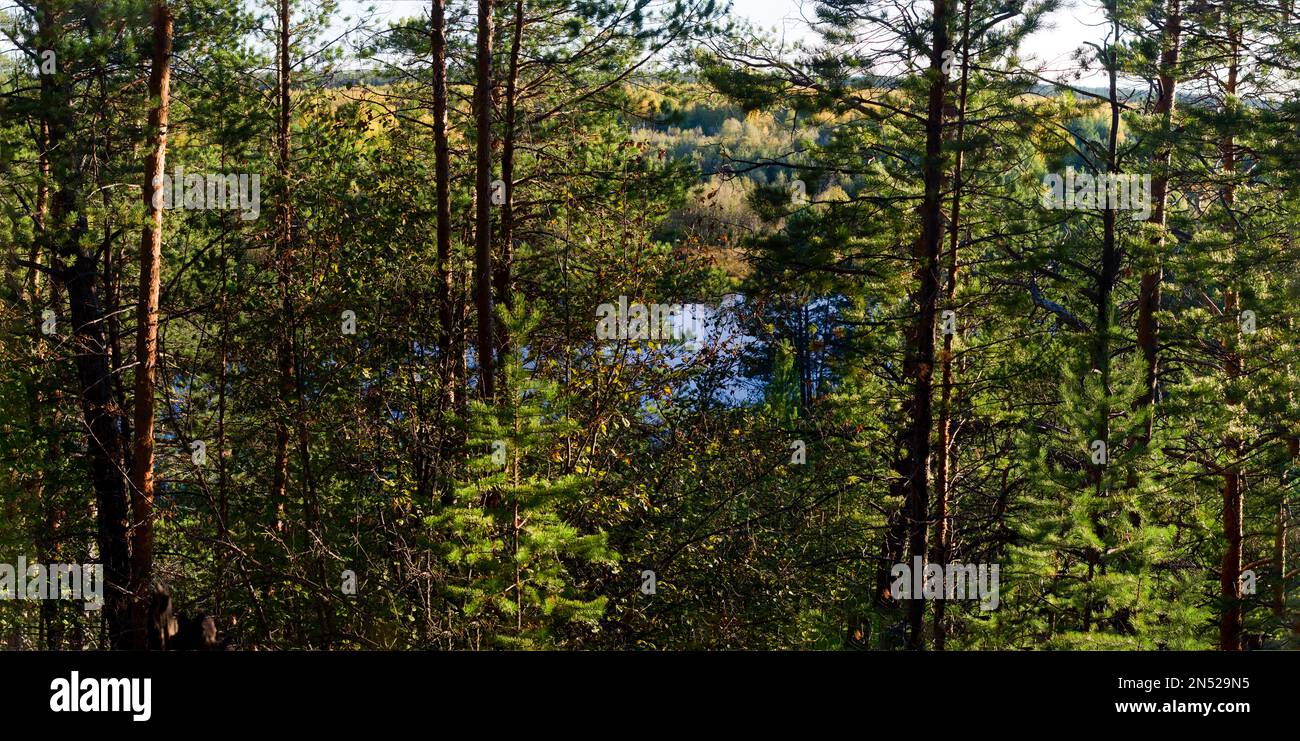 Un petit étang d'eau bleue est caché parmi les sapins de la forêt sauvage du nord de Yakutia. Banque D'Images