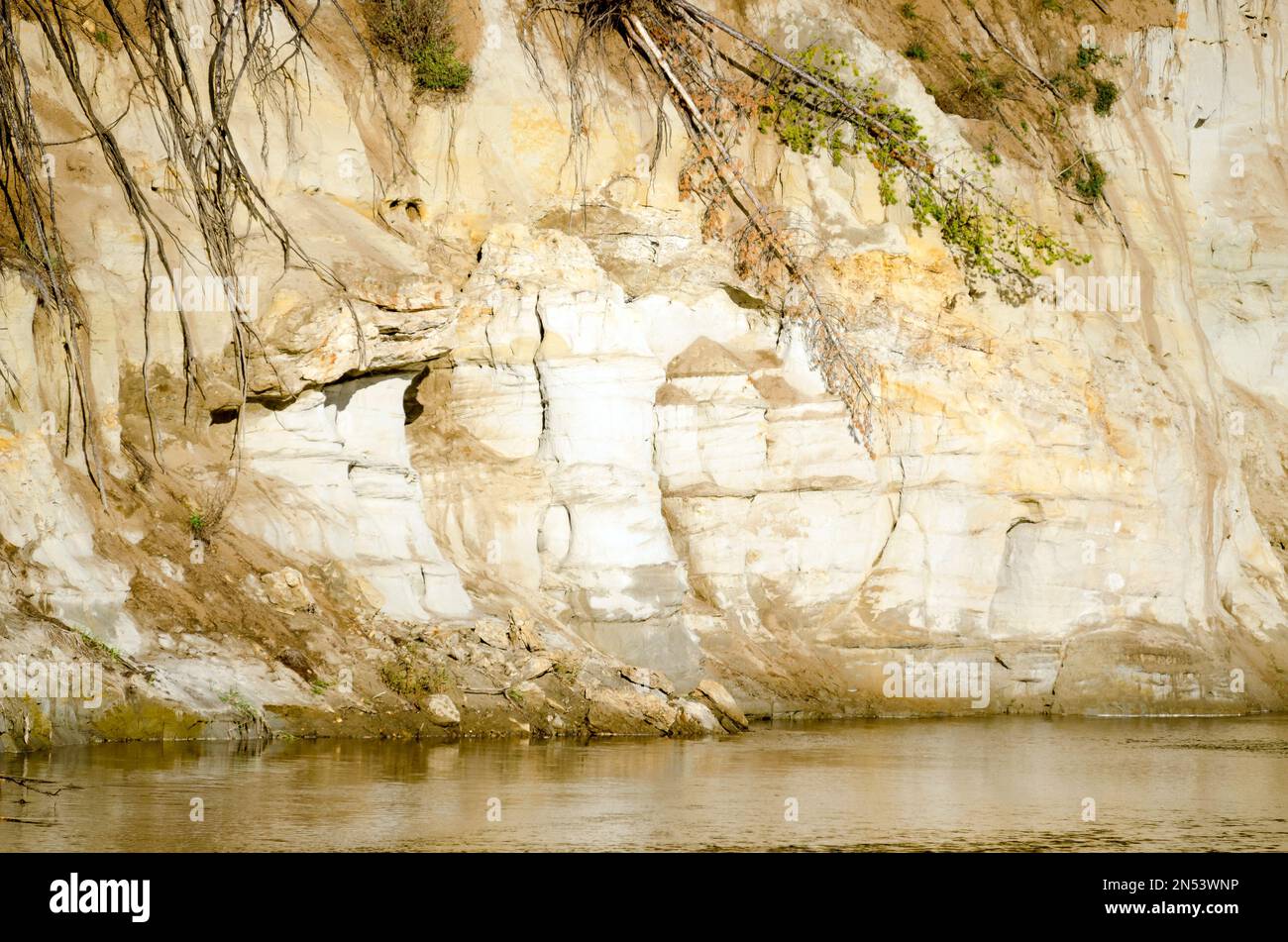 Falaise d'argile près de l'eau de la rivière avec des types de relief érosionnels et des racines protubérantes des couronnes écrasées de pins du nord de la tundr Banque D'Images