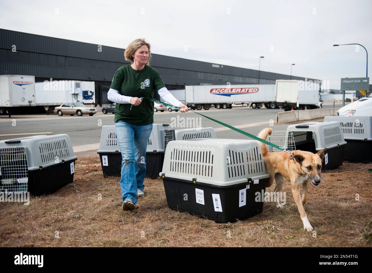Kelly O’Meara, with Humane Society International, walks a dog that was rescued from Sochi, Russia, on Thursday, March 27, 2014 at Dulles International Airport in Sterling, Va. HSI worked with the PovoDog Animal Shelter in Sochi, site of the 2014 Winter Olympics, to transport and place the dogs from the city streets to the United States. (Kevin Wolf/AP Images for Humane Society International) Banque D'Images