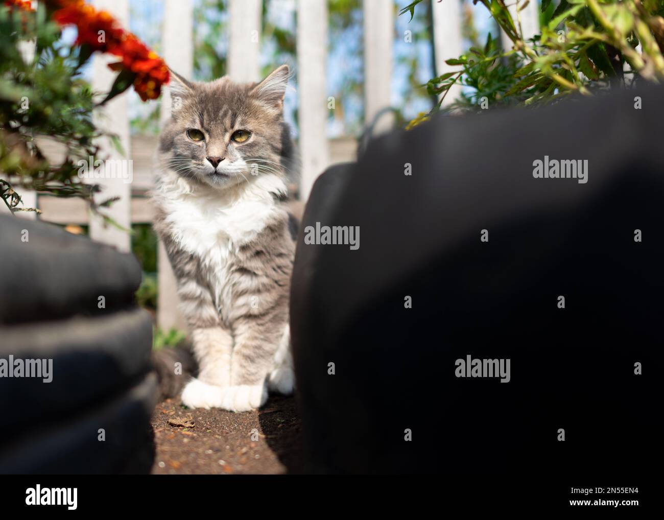 Un jeune chaton de chat montres assis entre des lits de fleurs faites de pneus derrière une clôture de village en été. Banque D'Images