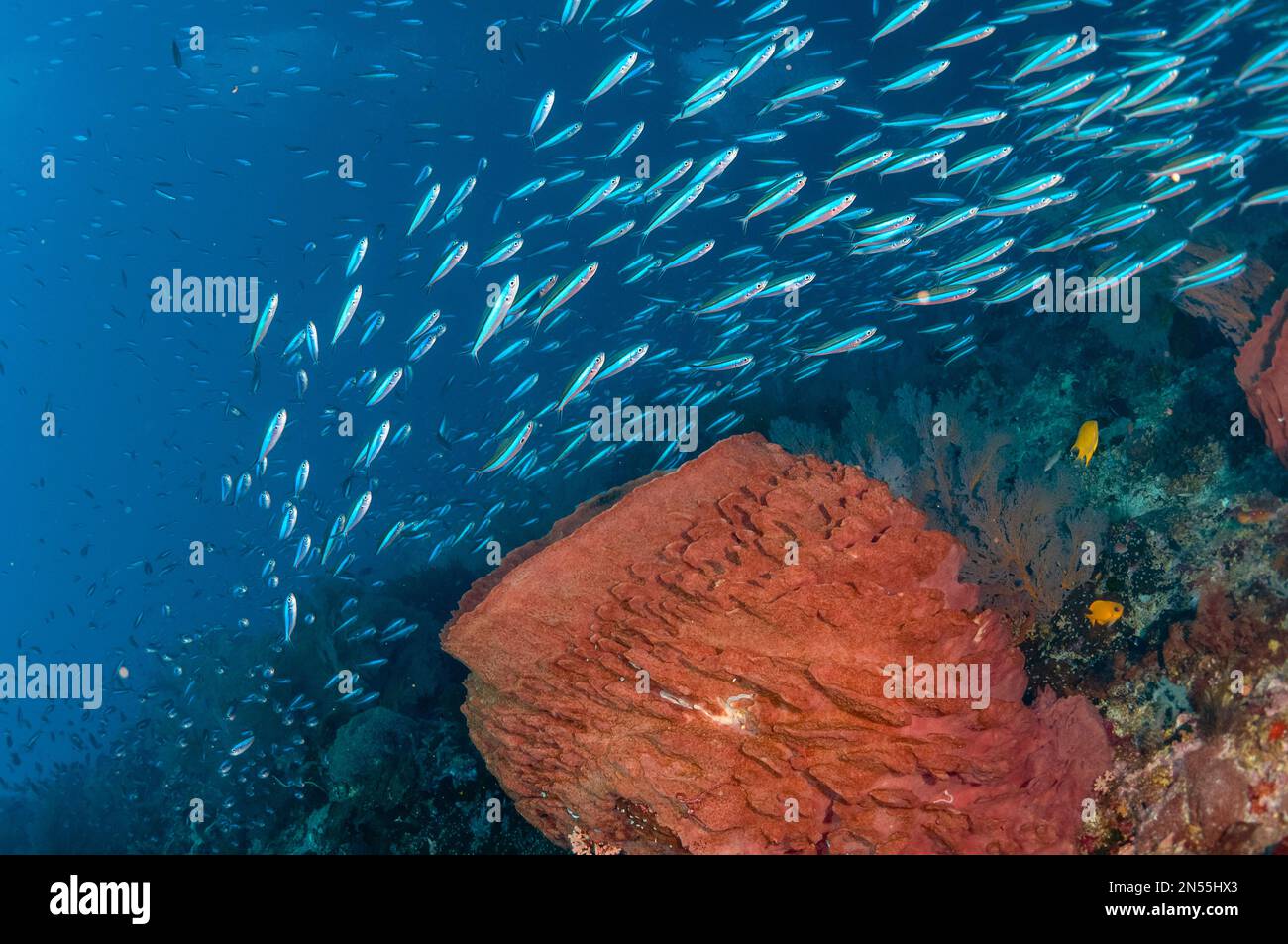 Bluestreak Fusiliers, tuile Pterocaesio, école de natation autour de Barrel Sponge, Xestopongia testudinaria, site de plongée de Snake Ridge, Gunung API, près d'Alor, Banque D'Images