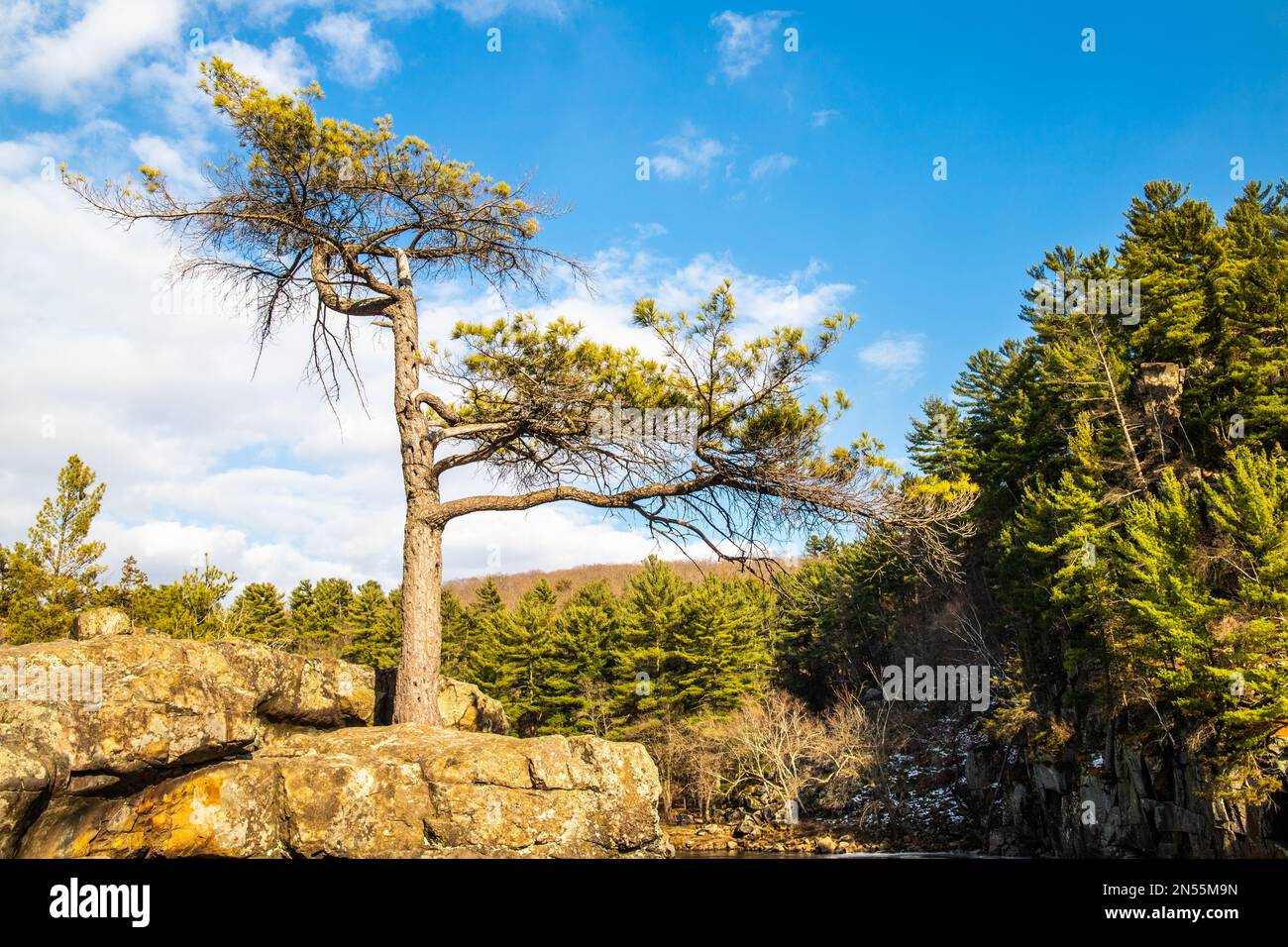 Arbre de pin blanc proéminent à côté de la rue Croix River dans Interstate Park le jour du printemps à Taylors Falls, Minnesota, États-Unis. Banque D'Images