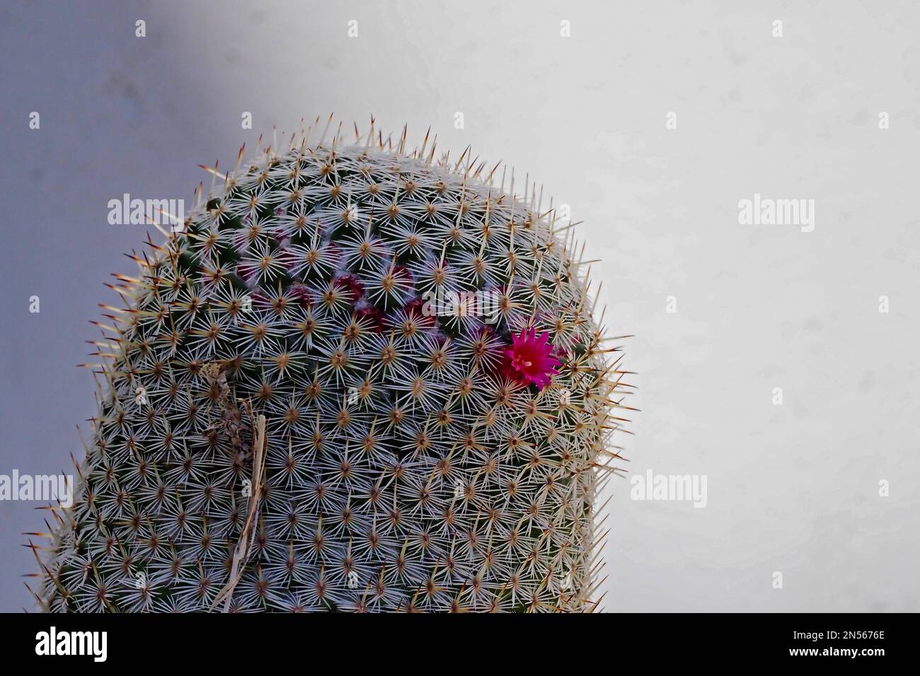 Mamelons Cactus (Cactaceae) mamelon cactus (Mammillaria), mamelon (Opuntia), genre Echinopsis, plantes succulentes, laine axillaire, laiteux sap Banque D'Images