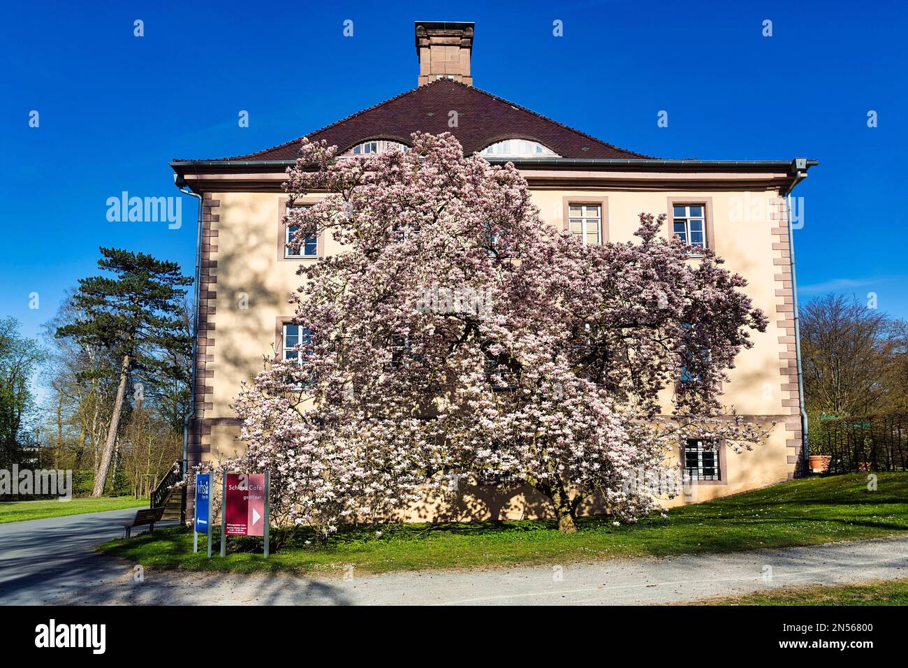 Magnolia (Magnolia x soulangiana), tulipe magnolia en face du château de Schieder, parc du château, Schieder-Schwalenberg, forêt de Teutoburg Egge Banque D'Images
