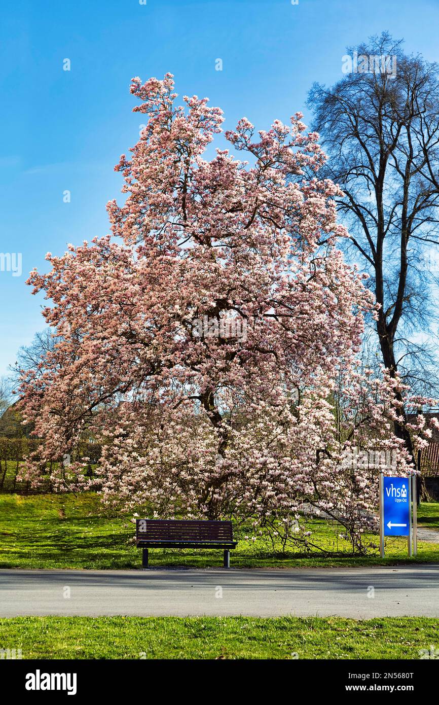 Magnolia à fleurs (Magnolia x soulangiana), magnolia tulipe dans le parc du château de Schieder-Schwalenberg, parc naturel de la forêt de Teutoburg dans les montagnes Egge Banque D'Images