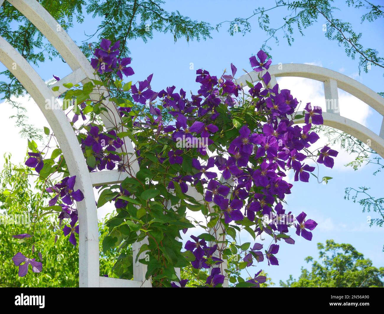 Clematis hybride à fleurs violettes, arc d'escalade, aide à l'escalade Banque D'Images