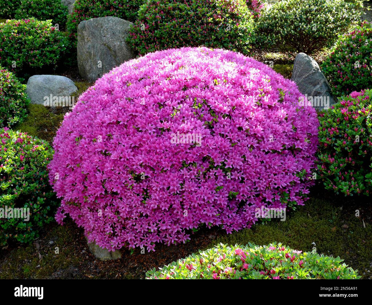Jardin bonsaï japonais à Schwilowsee- OT. Ferch, Brandebourg, fleurs d'azalée Banque D'Images