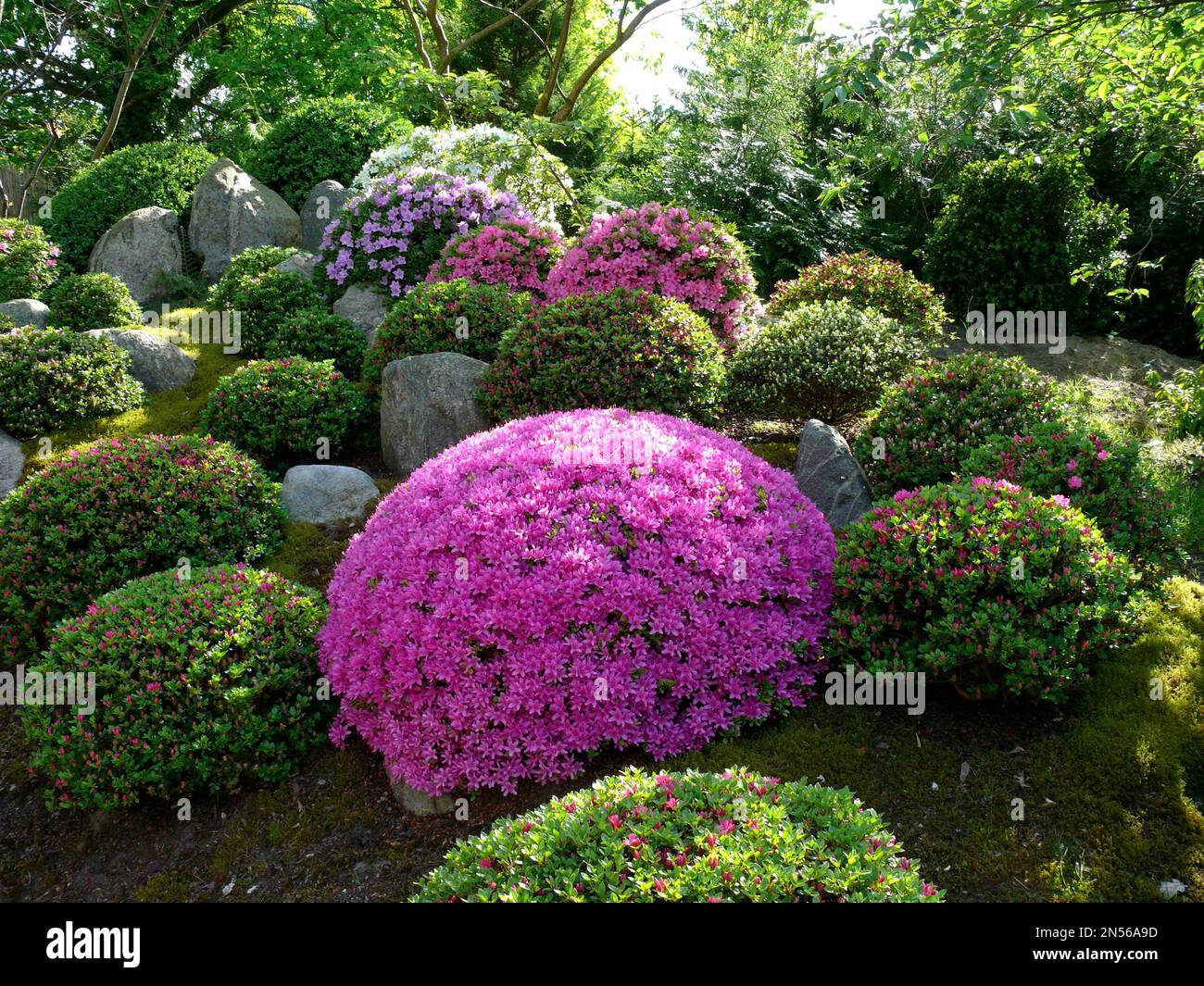 Jardin bonsaï japonais à Schwilowsee- OT. Ferch, Brandebourg, fleurs d'azalée Banque D'Images