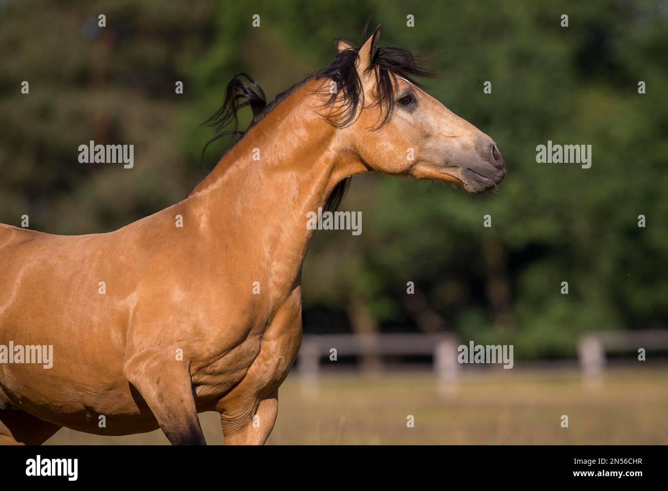 Pura Raza Espanola Stallion dun avec la manie fluide dans le portrait en mouvement, Allemagne Banque D'Images