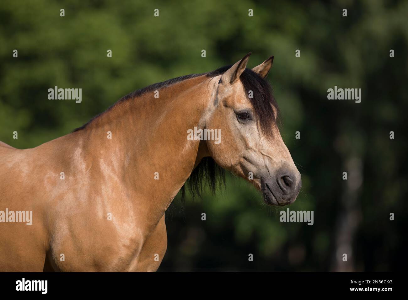 Pura Raza Espanola étalon dun en portrait naturel, Allemagne Banque D'Images